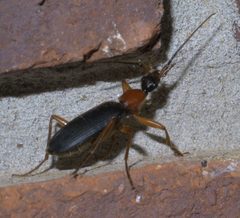 Galerita bicolor P1460699a by 
xpda. Used under a CC BY-SA 4.0 license.