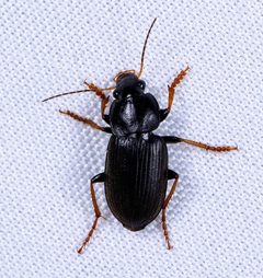 Amphasia sericea 38453695 by ksandsman. Used under a CC BY 4.0 license.