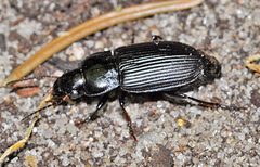 Anisodactylus-binotatus-01-fws by Francisco Welter-Schultes. Used under a CC0 license.