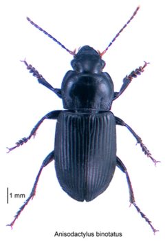 Anisodactylus binotatus by Birgit E. Rhode, Landcare Research New Zealand Ltd.. Used under a CC BY 4.0 license.