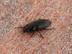 Anisodactylus binotatus 01 by AfroBrazilian. Used under a CC BY-SA 3.0 license.
