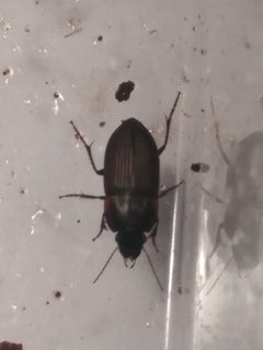 Anisodactylus rusticus by Alex Karasoulos. Used under a CC0 license.