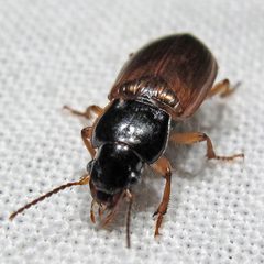 Anisodactylus sanctaecrucis by Jacy Lucier. Used under a CC BY-SA 4.0 license.