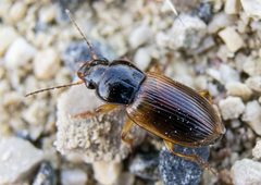 Anisodactylus sanctaecrucis - inat 5133789 by {{{name}}}. Used under a CC BY-SA 4.0 license.