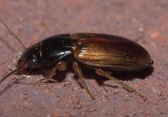 Anisodactylus sanctaecrucis - inat 55944864 by {{{name}}}. Used under a CC BY-SA 4.0 license.