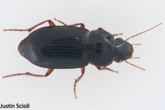 Notiobia purpurascens 9055317 by justinscioli. Used under a CC BY 4.0 license.