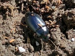 Notiobia terminata by Memer15151. Used under a CC BY-SA 4.0 license.