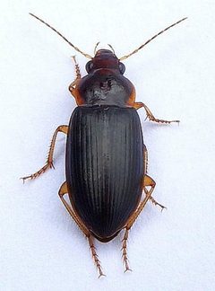 Notiobia terminata 319158038 by jimeckert49. Used under a CC BY 4.0 license.