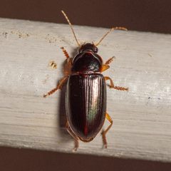 Notiobia terminata 323216388 by Justin Williams. Used under a CC BY 4.0 license.