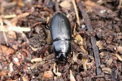 Xestonotus lugubris - inat 372063750 by {{{name}}}. Used under a CC BY 4.0 license.