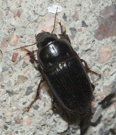 Euryderus grossus P1110315a by
xpda. Used under a CC BY-SA 4.0 license.