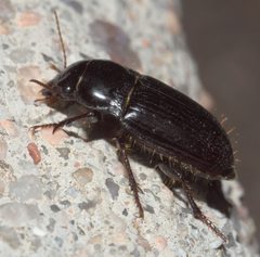 Euryderus grossus P1110316a by 
xpda. Used under a CC BY-SA 4.0 license.