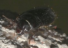 Euryderus grossus P1110317a by
xpda. Used under a CC BY-SA 4.0 license.