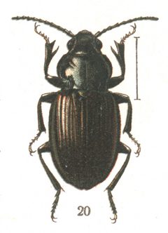 Georgiy Jacobson - Beetles Russia and Western Europe - plate 80-20.Harpalobrachys leiroides by Pduive23. Used under a Public domain license.
