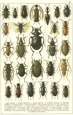 Georgiy Jacobson - Beetles Russia and Western Europe - plate 80 by see in description. Used under a Public domain license.