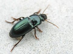 Harpalus affinis01 by wikipedia. Used under a Attribution license.