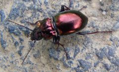 Harpalus affinis 0 by B.K.H. Schnebele. Used under a CC BY-SA 4.0 license.