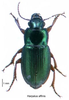 Harpalus affinis LRNZ by Birgit E. Rhode, Landcare Research New Zealand Ltd.. Used under a CC BY 4.0 license.