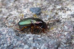 Harpalus affinis Piazzo by Syrio. Used under a CC BY-SA 4.0 license.