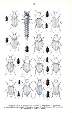 Reitter Harpalus u.a. by wikipedia. Used under a Public domain license.