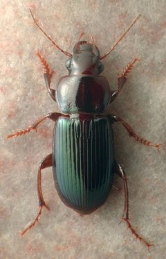 Harpalus amputatus by David R. Madison. Used under a CC BY 3.0 license.