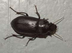Harpalus P1020194a by 
xpda. Used under a CC BY-SA 4.0 license.