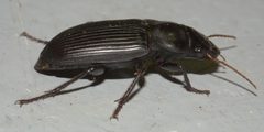 Harpalus P1020195a by 
xpda. Used under a CC BY-SA 4.0 license.