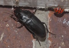 Harpalus caliginosus P1110607b by 
xpda. Used under a CC BY-SA 4.0 license.