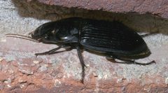 Harpalus caliginosus P1290405a by 
xpda. Used under a CC BY-SA 4.0 license.