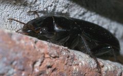 Harpalus caliginosus P1290406a by 
xpda. Used under a CC BY-SA 4.0 license.