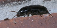 Harpalus caliginosus P1300071a by 
xpda. Used under a CC BY-SA 4.0 license.