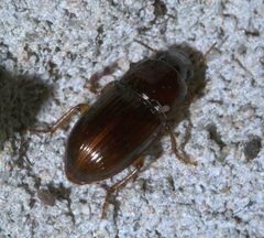 Harpalus gravis P1300483a by 
xpda. Used under a CC BY-SA 4.0 license.
