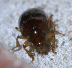 Harpalus gravis P1300608a by 
xpda. Used under a CC BY-SA 4.0 license.