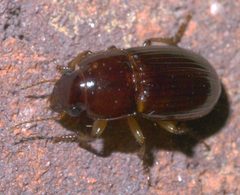 Harpalus gravis P1300639a by 
xpda. Used under a CC BY-SA 4.0 license.