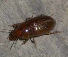 Harpalus gravis P1300758a by 
xpda. Used under a CC BY-SA 4.0 license.