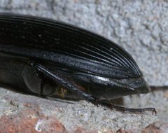 Harpalus caliginosus P1290404a by 
xpda. Used under a CC BY-SA 4.0 license.