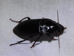Harpalus katiae by Sam Kieschnick. Used under a CC BY 4.0 license.
