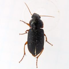 Harpalus pensylvanicus by Ilona L from Wisconsin -- USA. Used under a CC BY-SA 2.0 license.