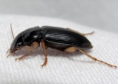Harpalus pensylvanicus 1 by Jacy Lucier. Used under a CC BY-SA 4.0 license.