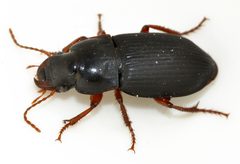 Harpalus-rubripes-03-fws by Francisco Welter-Schultes. Used under a CC0 license.