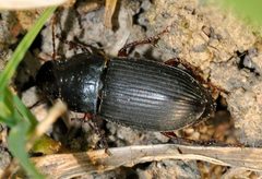 Harpalus-rubripes-05-fws by Francisco Welter-Schultes. Used under a CC0 license.