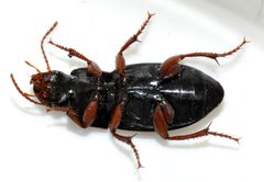 Harpalus-rubripes-09-fws by Francisco Welter-Schultes. Used under a CC0 license.