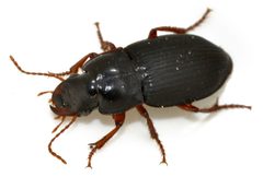 Harpalus-rubripes-13-fws by Francisco Welter-Schultes. Used under a CC0 license.