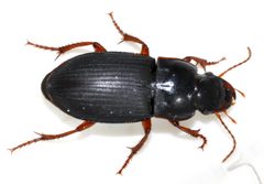 Harpalus-rubripes-15-fws by Francisco Welter-Schultes. Used under a CC0 license.