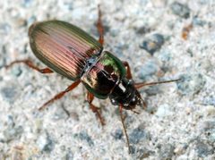 Harpalus rubripes01 by wikipedia. Used under a Attribution license.
