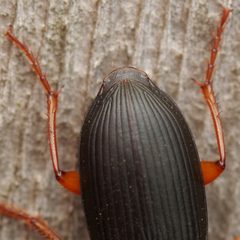 Harpalus rufipes 302947215 by Ludivine Lamare. Used under a CC BY 4.0 license.