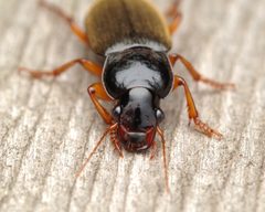 Harpalus rufipes 302947275 by Ludivine Lamare. Used under a CC BY 4.0 license.