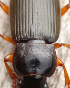 Harpalus rufipes 302947301 by Ludivine Lamare. Used under a CC BY 4.0 license.