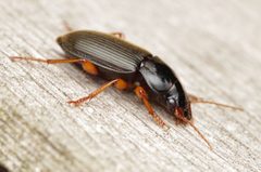 Harpalus rufipes 302947367 by Ludivine Lamare. Used under a CC BY 4.0 license.