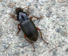 Pseudoophonus rufipes01 by wikipedia. Used under a Attribution license.